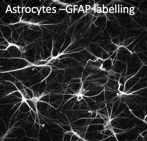 <ul><li><p><strong>Immediate Clearance for Repetitive Signalling:</strong></p><ul><li><p>Neurotransmitters in the synaptic cleft need to be cleared immediately to allow for repetitive signalling between neurons.</p></li></ul></li><li><p><strong>Role of Astrocytes:</strong></p><ul><li><p>Astrocytes play a crucial role in neurotransmitter (NT) clearance.</p></li><li><p>Well-known for clearing glutamate using <strong>Excitatory Amino Acid Transporters (EAATs)</strong>.</p></li></ul></li></ul><p></p>