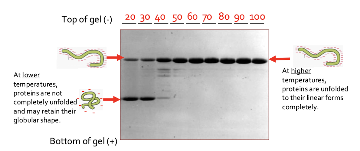 <p>Lanes 4-9:</p><ul><li><p>There are no proteins on the bottom, they’re only at the top</p></li><li><p>Those are all big proteins meaning they are unfolded so they are denatured from the hot temperatures (unfolded is big, folded is small)</p></li></ul><p></p><p>Lanes 1-2:</p><ul><li><p>There are only two bands</p></li><li><p>The top band are large proteins because they are denatured</p></li><li><p>The bottom band are small proteins that aren’t completely unfolded </p></li></ul><p></p><p>Lane 3:</p><ul><li><p>The only lane with a protein gradient</p></li><li><p>Best temperature for the proteins </p></li></ul><p></p><p></p>
