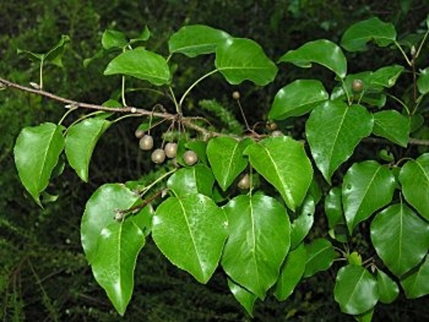 <p>Callery pear</p><p>Family: Rosaceae</p><p>- Invasive!</p>