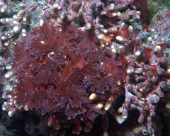 marine algae in which the chlorophyll is masked by a red or purplish pigment (some have carrageenan - an additive in ice cream)