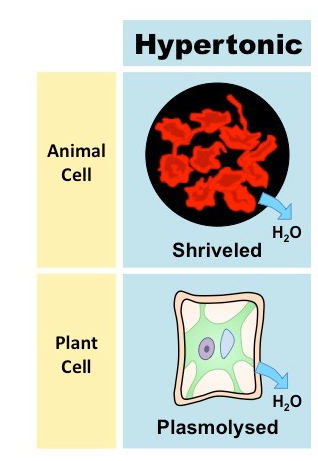<p>a solution with more solutes in it then the inside of a cell. Will result in osmosis out of the cell and into the solution, shriveling the cell.</p>