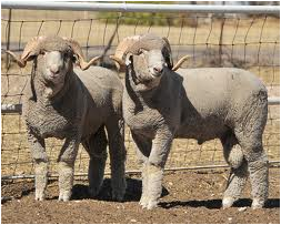 <p><br>What is this sheep breed?</p>