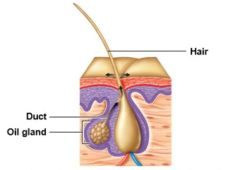 <p>Produce nonhormonal substances (examples: sweat, saliva)</p><p>– Have ducts to carry secretion to membrane surface</p>