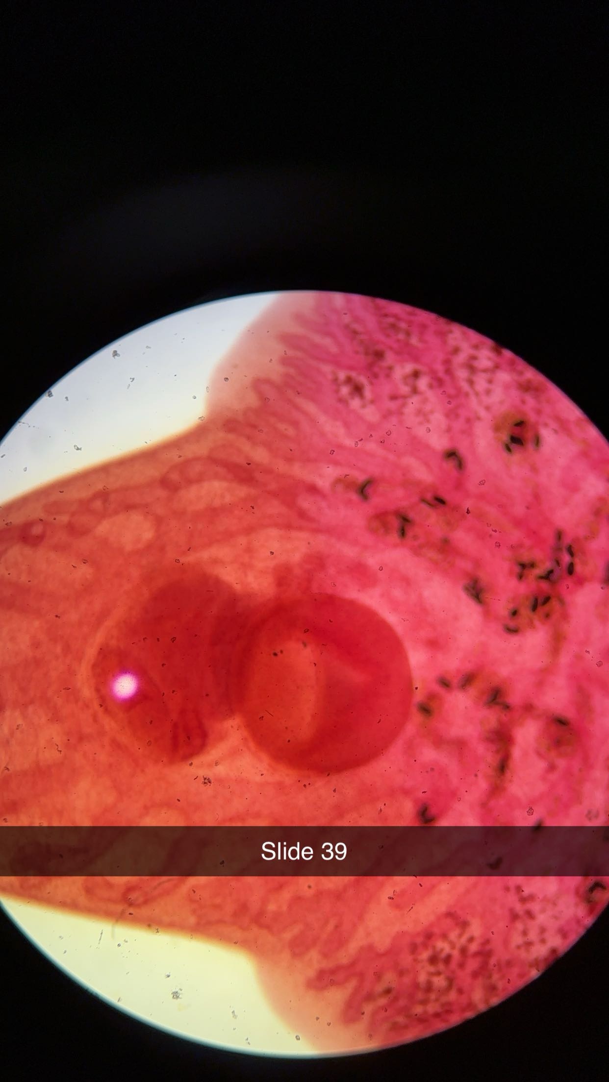 <p>genus, class, phylum </p>