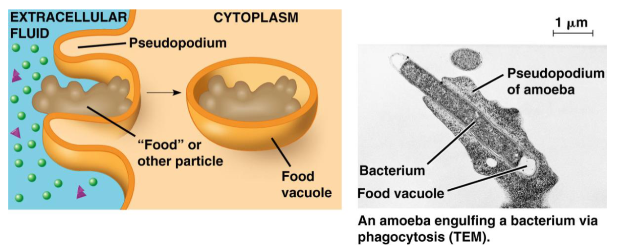 <p>englufing food particles and creating food vacuoles.</p><ol><li><p>lysozomes</p></li><li><p>White blood cell engulfing a virus</p></li><li><p>Amoeba engulfing a bacterium</p></li></ol>
