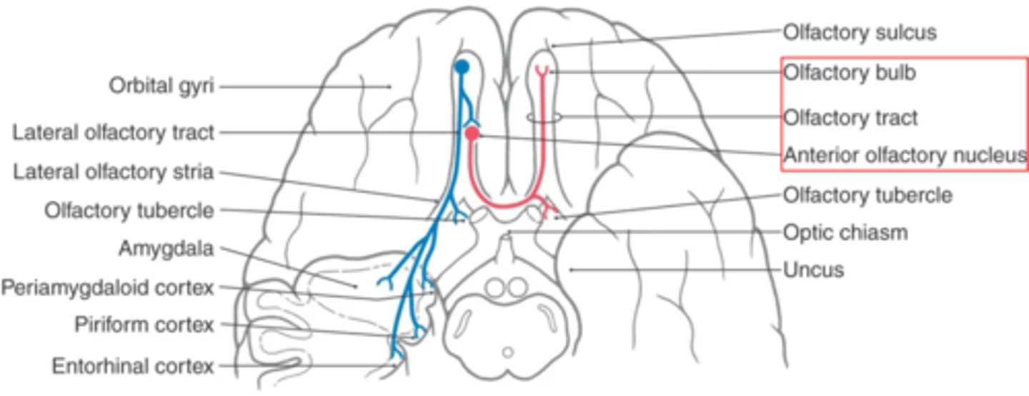 <p>anterior olfactory nucleus</p>