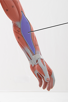 <p>Brachioradialis ; Flexion of elbow</p>