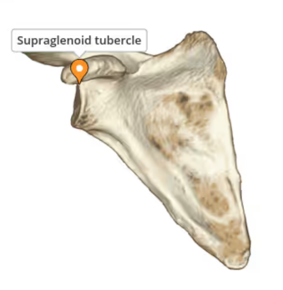 <p>Small, bony prominence of the scapula located at the superior aspect of the glenoid cavity. It serves as an attachment point for the tendon of the long head of the biceps brachii muscle.</p>