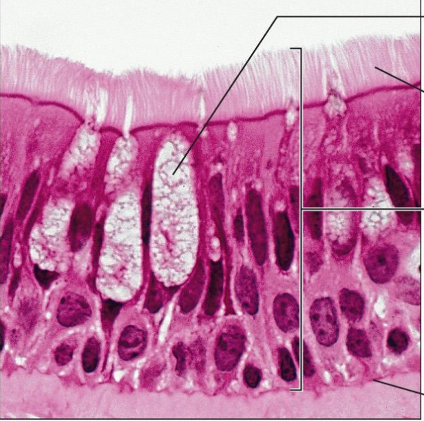 <p>Name this tissue</p>