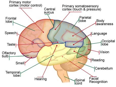 <ul><li><p>Somatic sensory area – receives impulses from the body’s sensory receptors:</p><ul><li><p>gustatory area (<strong>taste</strong>)</p></li><li><p>visual area</p></li><li><p>auditory area</p></li><li><p>olfactory area (<strong>smell</strong>)</p></li></ul></li><li><p>Primary motor area – sends impulses to skeletal muscles</p></li><li><p>Broca’s area – involved in our ability to speak (speech/language region)</p></li><li><p>Language comprehension area</p></li><li><p>General interpretation area</p></li></ul><p></p>