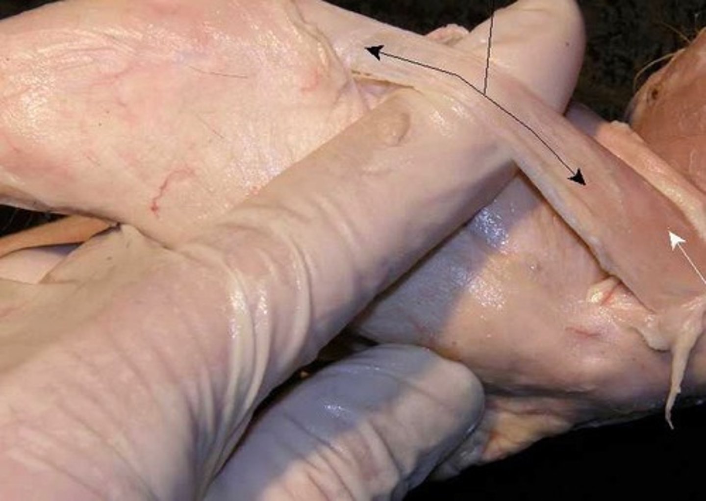 knowt flashcard image