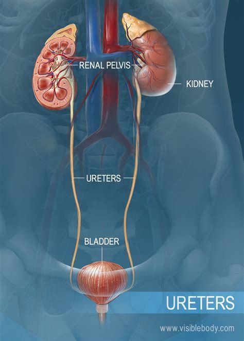 <p><strong>URETERS</strong></p>