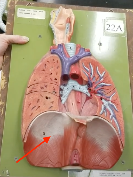 <p>Name of muscle under lungs</p>