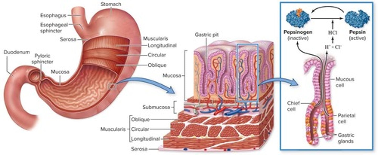<p>Mucus-secreting cells, parietal cells (secrete hydrochloric acid), and chief cells (secrete pepsinogen).</p>