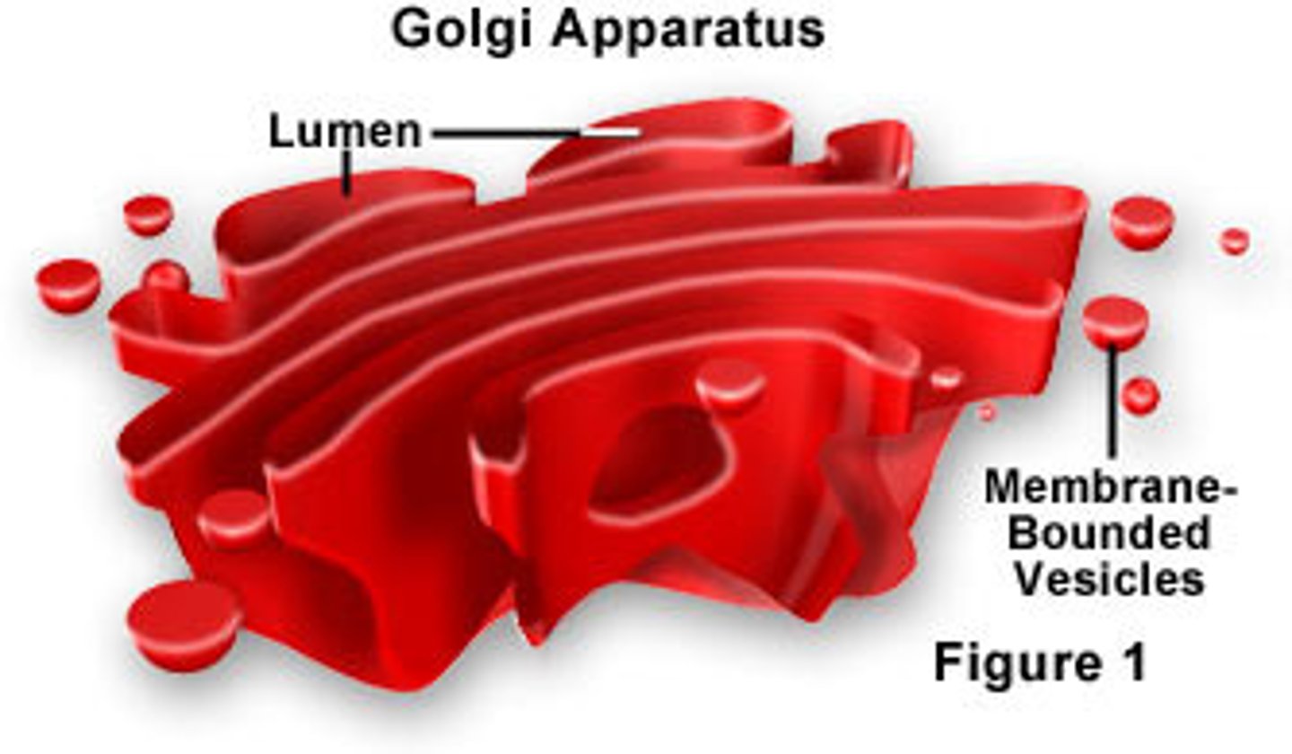 <p>flattened sacs; packages, transports, and temporarily stores proteins inside and out of the cell not domestically; transports cells by pinching and fusing vesicles to and from the golgi and sometimes to the ER as well.</p>