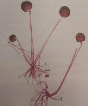 <p>What are these showing?</p>