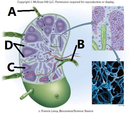<p>The germinal center is represented in the figure by which letter?</p><p><br></p>