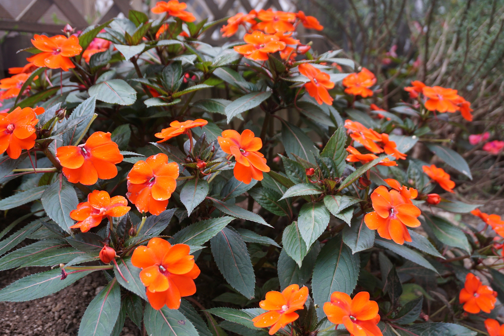 <p>New Guinea Impatiens</p>