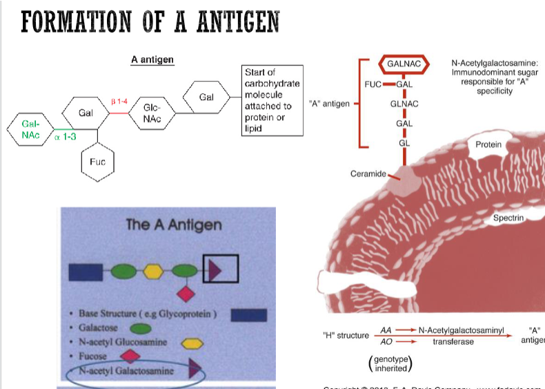<ul><li><p>sugar: N-acetyl-D-galactosamine</p></li><li><p>enzyme: α-1,3-N-acetyl-galactosaminyltransferase</p></li></ul><p></p>
