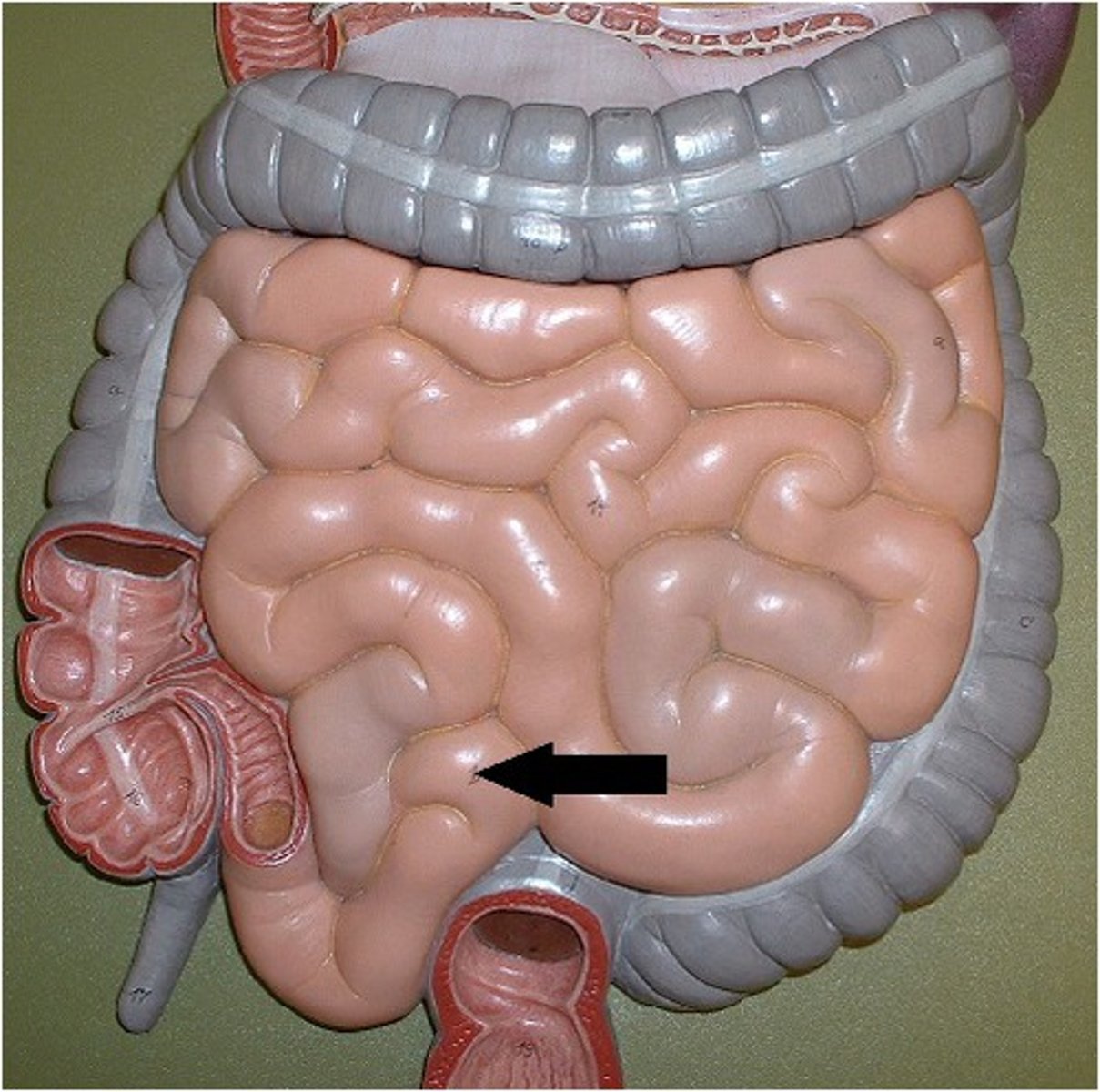 <p>The last portion of the small intestine, the walls of the ileum can produces enzymes such as amylase, protease and lipase to aid digestion</p>