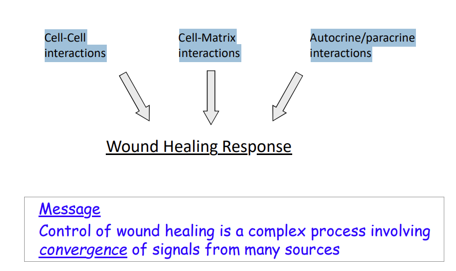 <p><em>Control of wound healing is a </em><strong><em>complex process</em></strong><em> involving</em><strong><em> convergence of signals </em></strong><em>from many sources</em></p><ol><li><p>Cell-Cell interactions </p></li><li><p>Cell-Matrix interactions </p></li><li><p>Autocrine/paracrine interactions</p></li></ol><p><em>redundancy system, - if something doesn’t work, some things may work </em></p>