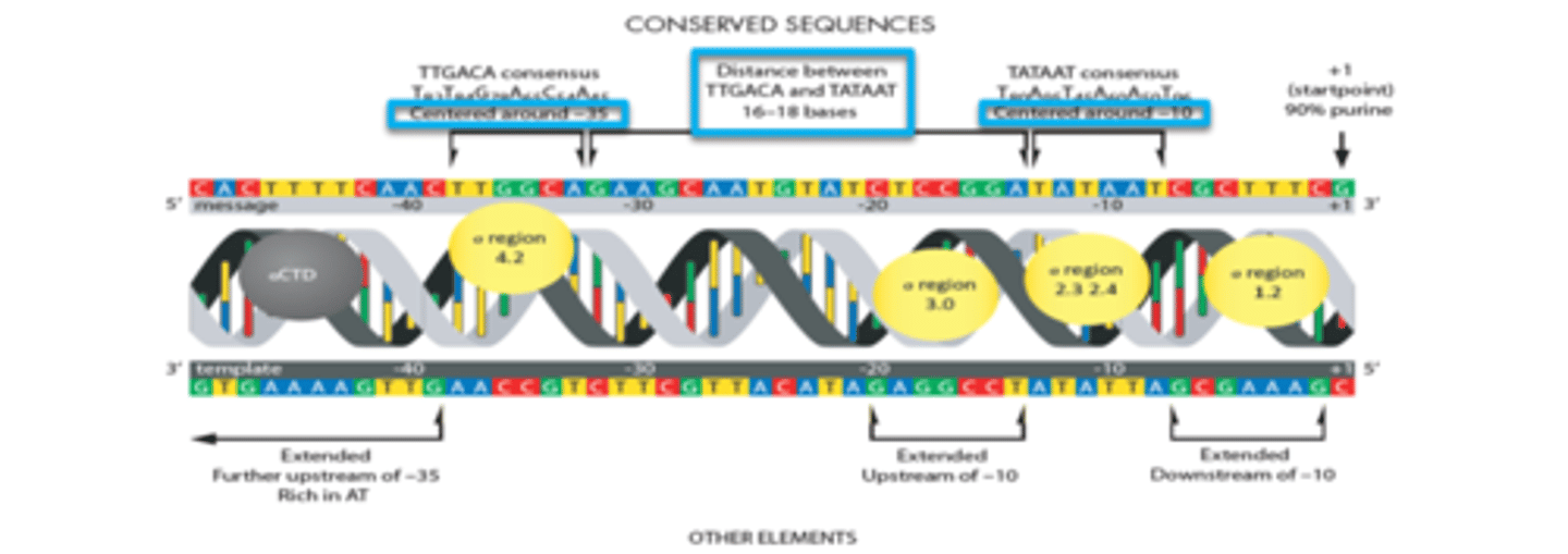 <p>Within the Promoters, RNA Pol recognizes these sequences and binds.</p>