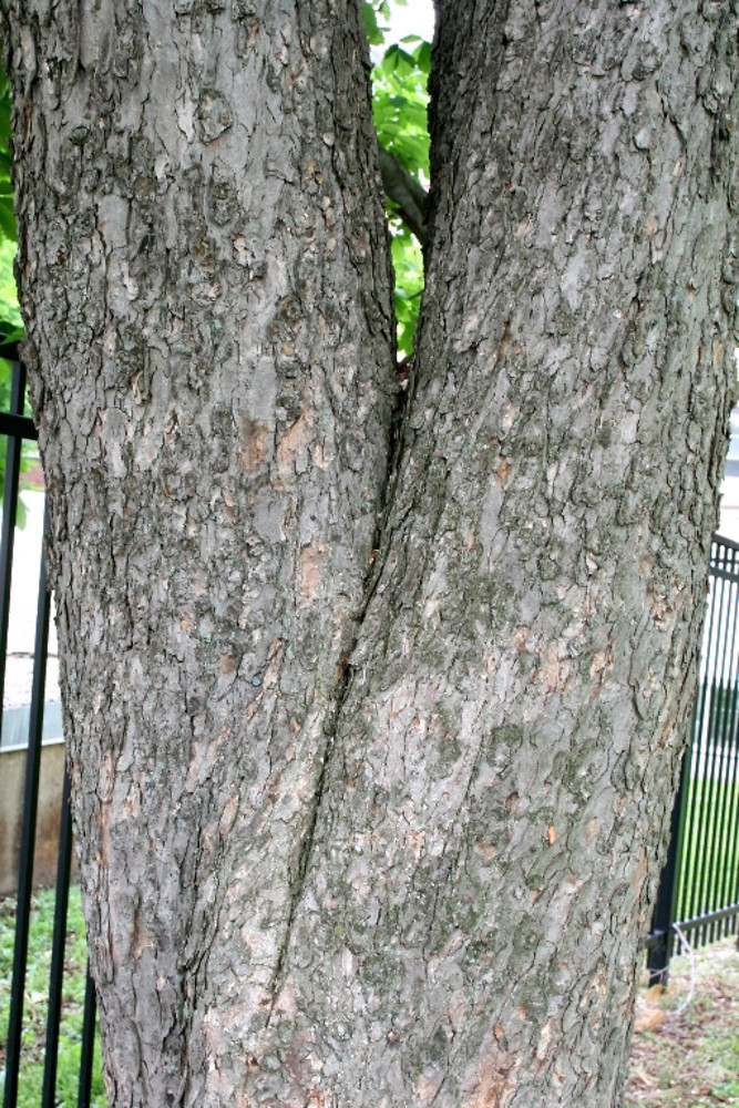 <p>horsechestnut, Aesculus hippocastanum, Sapindaceae</p>