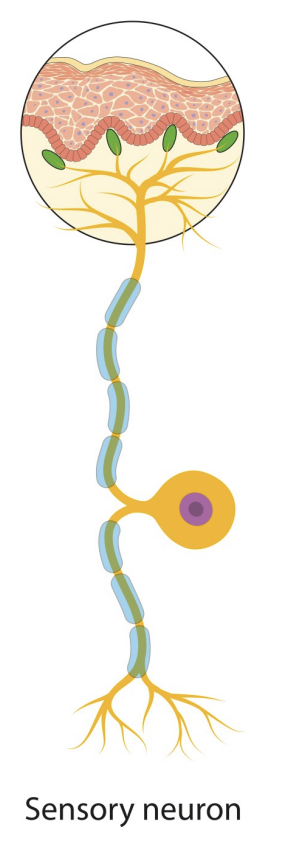 <ul><li><p>Neuron that detects changes in the external or internal environment </p></li><li><p>Sends information about these changes to the CNS</p></li></ul><p></p>
