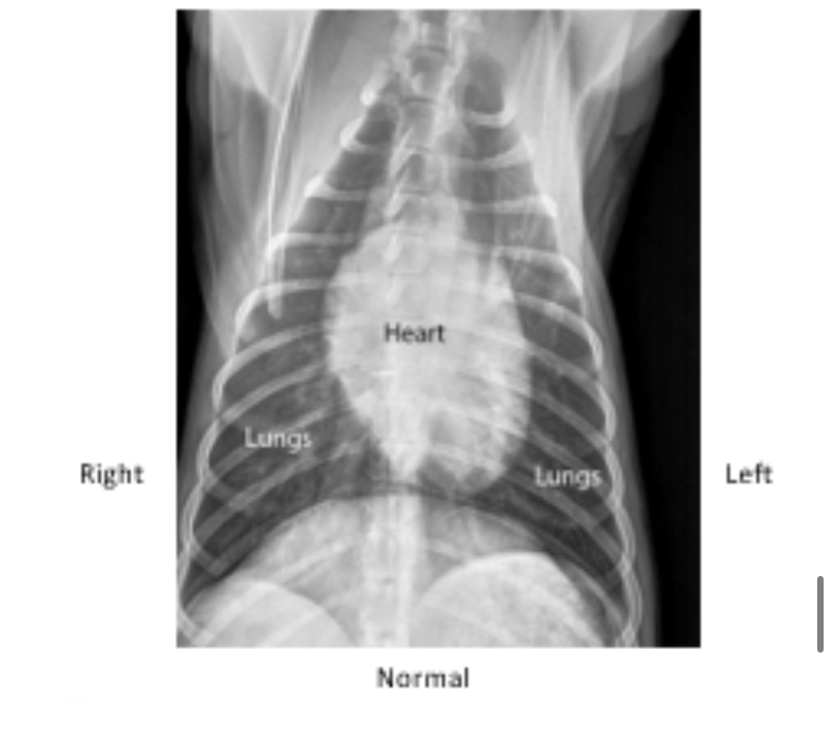 <p><span><span>Examine this normal canine chest radiograph compared to Midnight's abnormal one. Which side of the heart appears enlarged? &nbsp;</span></span></p>