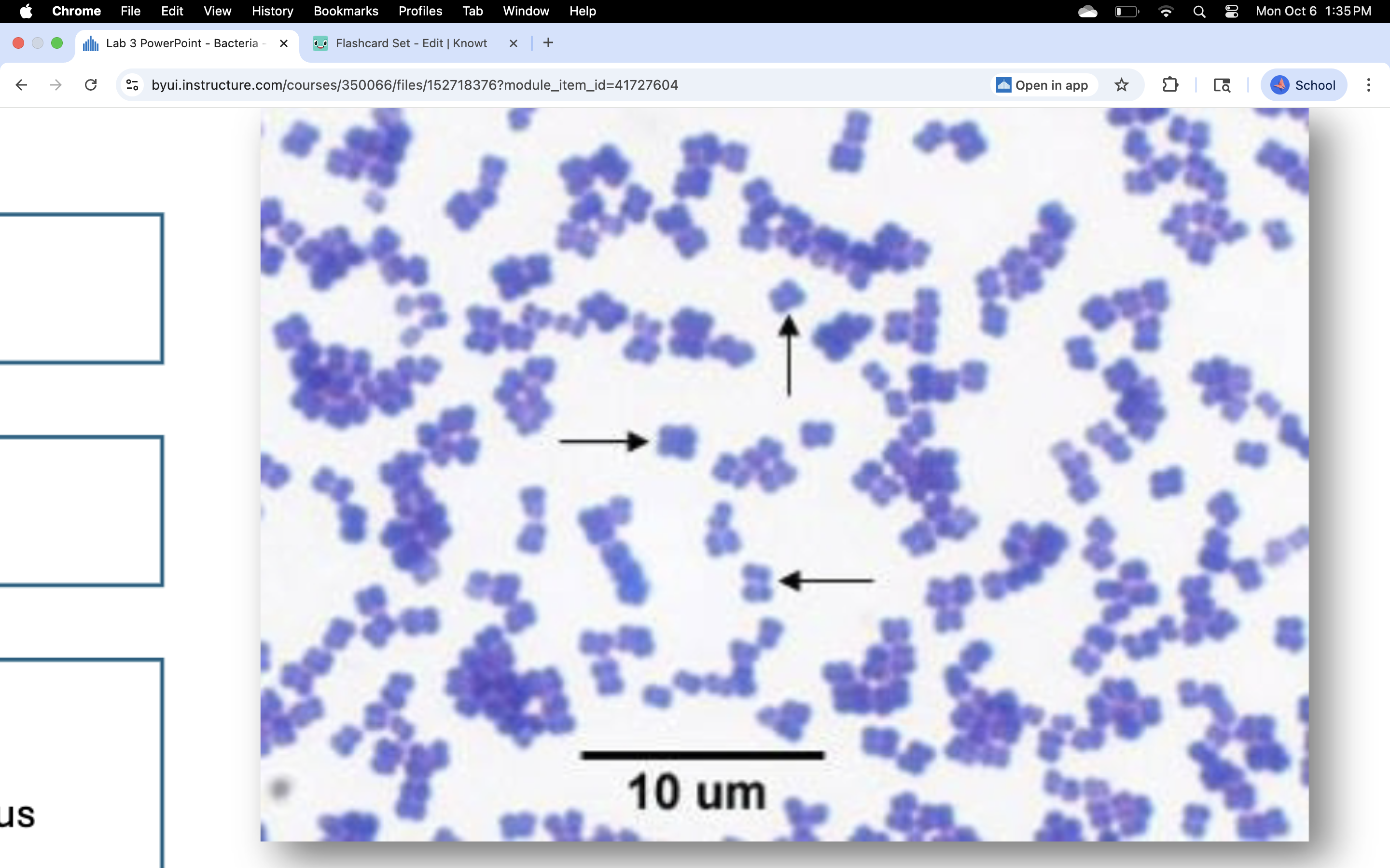 knowt flashcard image