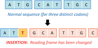 <p>A base is added to the DNA sequence </p>