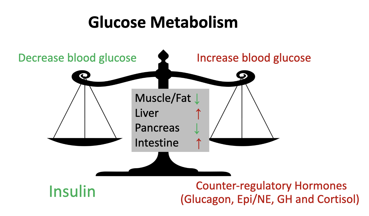 <p><strong>Main effectors:</strong></p><ul><li><p>Insulin → lowers blood glucose.</p></li><li><p>Counter-regulatory hormones: glucagon, epinephrine, cortisol, and growth hormone → raise blood glucose.</p></li></ul><p><strong>During exercise:</strong></p><ul><li><p>Insulin ↓ → limits glucose uptake in non-active tissues.</p></li><li><p>Glucagon, epinephrine, cortisol, GH ↑ → increase hepatic glucose output and promote fat use.</p></li><li><p>Muscle glucose uptake ↑ via insulin-independent (contraction-mediated) pathways.</p></li><li><p>➜ Result: Blood glucose maintained despite increased</p></li></ul><p></p>
