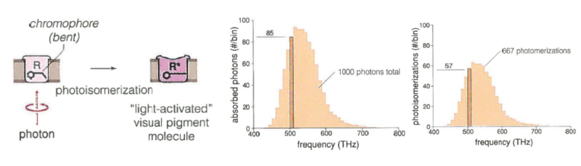 <p>a photon hits a chromophore (that is bent) causing it to undergo photoisomerization that unbends it and changes it to a “light-activated” visual pigment molecule</p><ul><li><p>R → R*</p></li></ul><p></p>