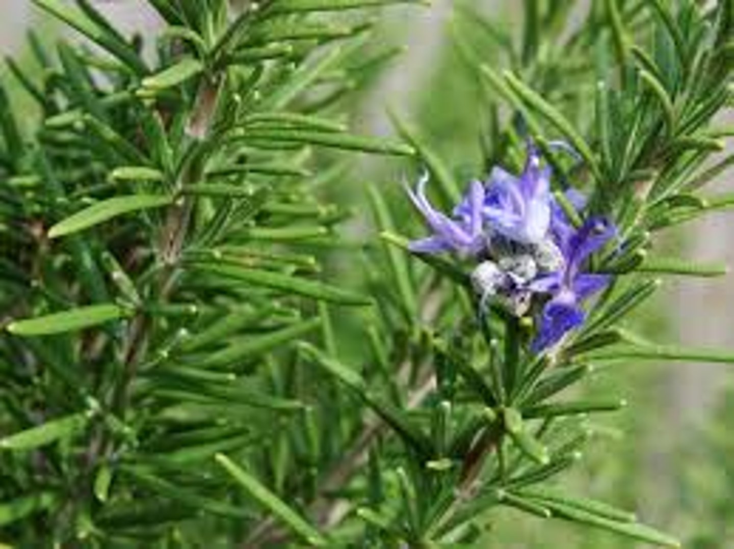 <p>rosemary</p>
