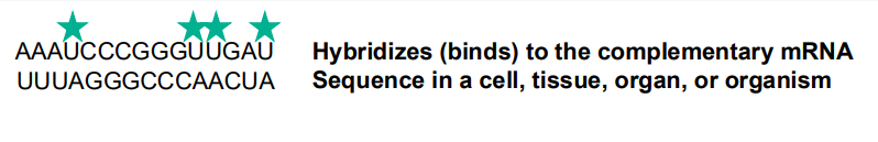 <ul><li><p>Allow for precise localization of a specific segment of nucleic acids in a cell/tissue section</p></li><li><p>RNA sequences are based on binding of a probe</p></li><li><p>Probes are labeled with markers (ex: radioactive isotopes, fluorescence, etc.)</p></li></ul><p><strong>Advantage:</strong> helps resolve <u><mark data-color="yellow" style="background-color: yellow; color: inherit;">which cell type expression</mark></u><mark data-color="yellow" style="background-color: yellow; color: inherit;"> is present</mark></p>