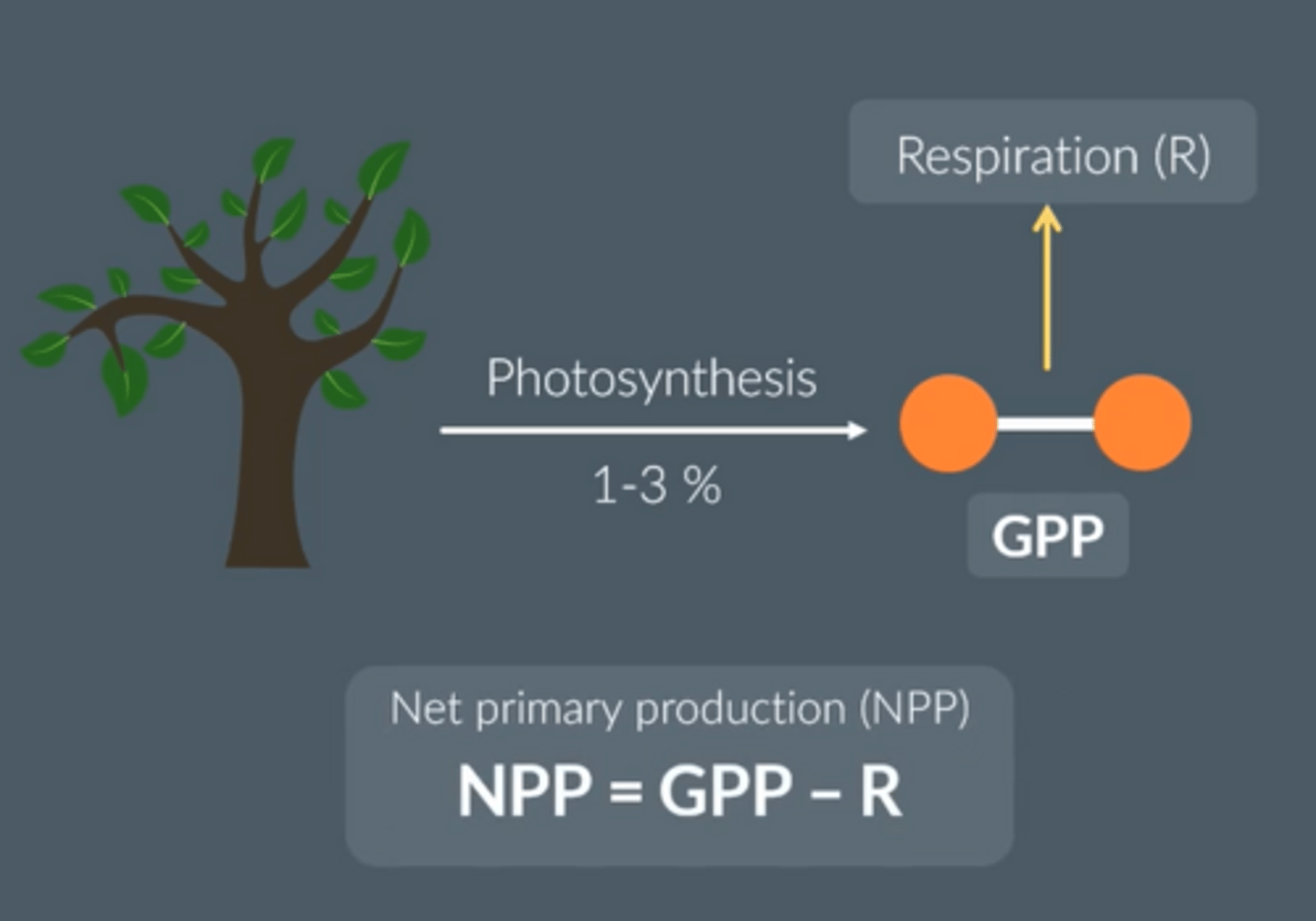 <p>Chemical energy store in plant biomass after respiratory losses (of the plant) to environment taken into account</p>