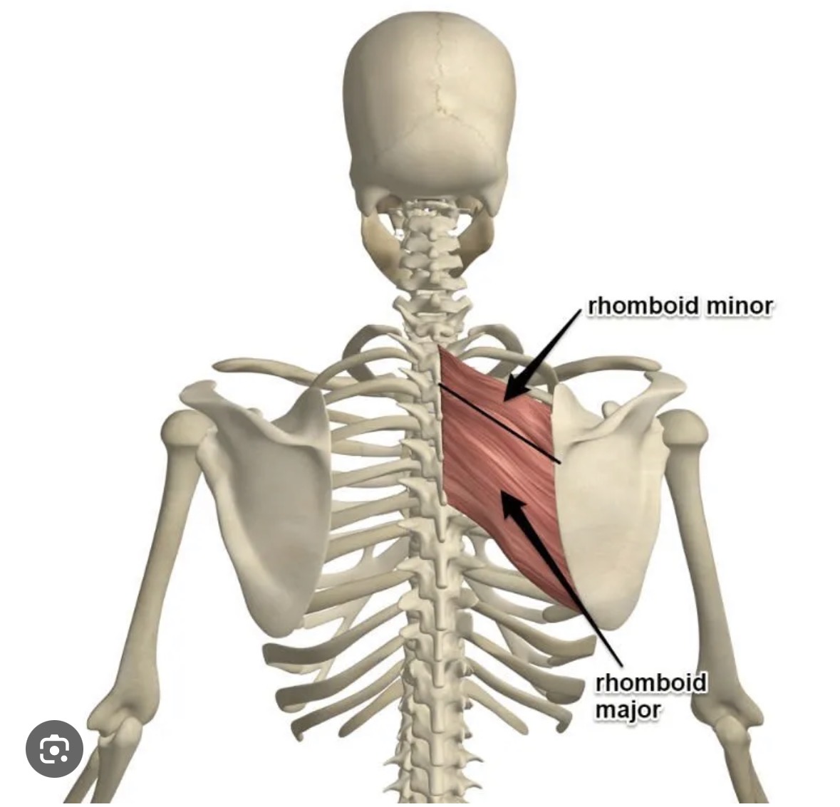 <p>Major (bottom) and minor (top)</p>