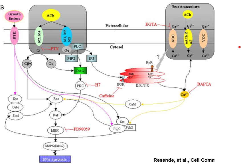 <p>Can bind to Muscarinic (G protein) → 5 subtypes (M1-M5)</p><ul><li><p>Makes pi-cage for cation pi interactions which then makes an acetylcholine salt bridge with the Ach  </p></li><li><p>Produce second messenger molecules leading to a signaling cascade </p></li></ul><p>Can bind to Nicotinic (Ion receptor) → 4 subtypes </p><ul><li><p>ligand gated ion channels that increase intracellular Ca2+</p><ol><li><p>Alzheimer’s and PD </p></li><li><p>Tourette’s Syndrome, ADHD </p></li><li><p>Schizophrenia, Pain, Nicotine addiction </p></li></ol></li></ul><p></p>