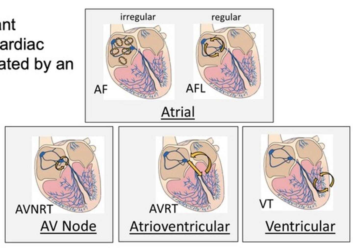 <ul><li><p>Automaticity&nbsp;</p></li><li><p>conduction velocity</p></li><li><p> refractoriness.</p></li></ul><p></p>