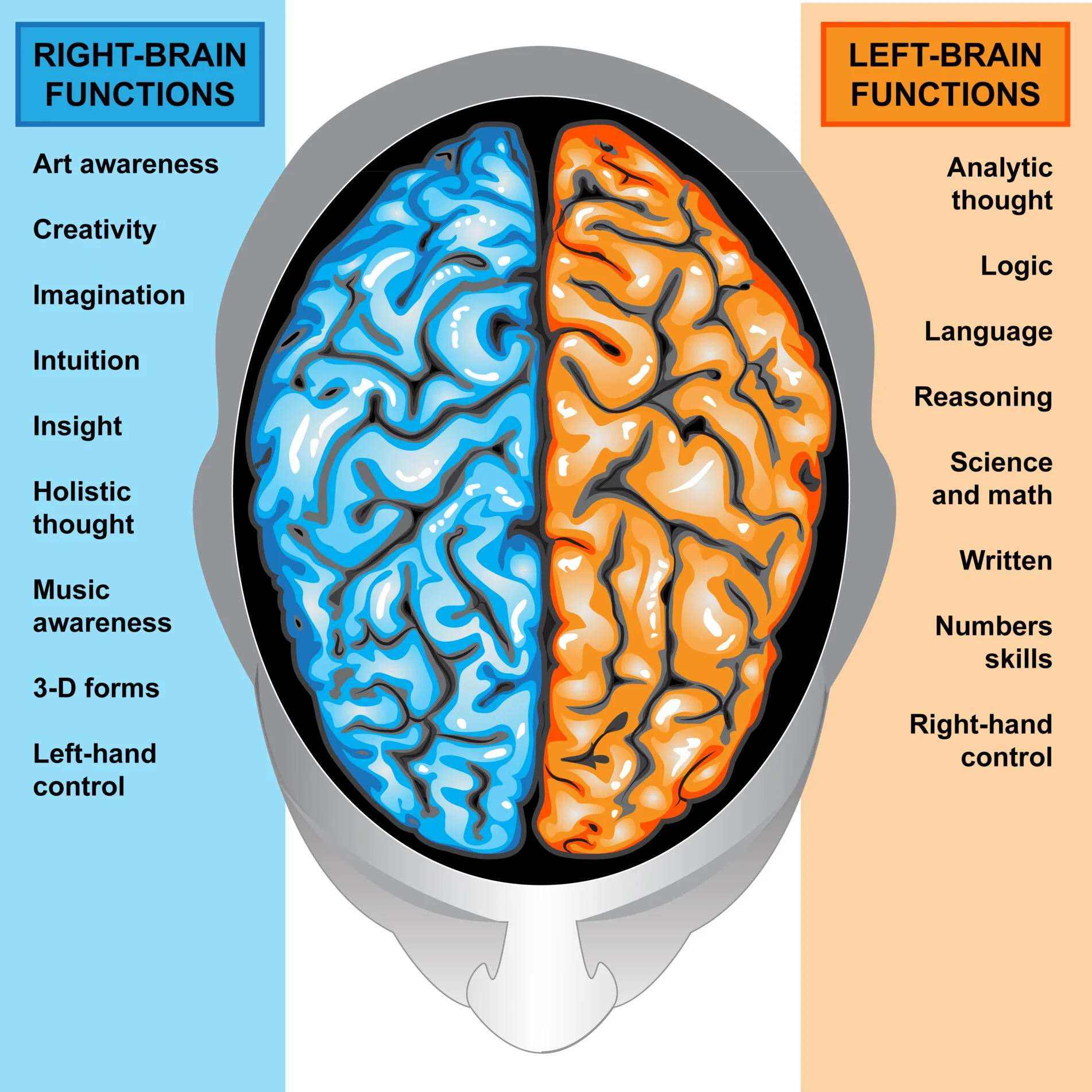 <p>explored through split brain research, refers to the concept that each hemisphere of the brain has specialized functions and abilities</p>