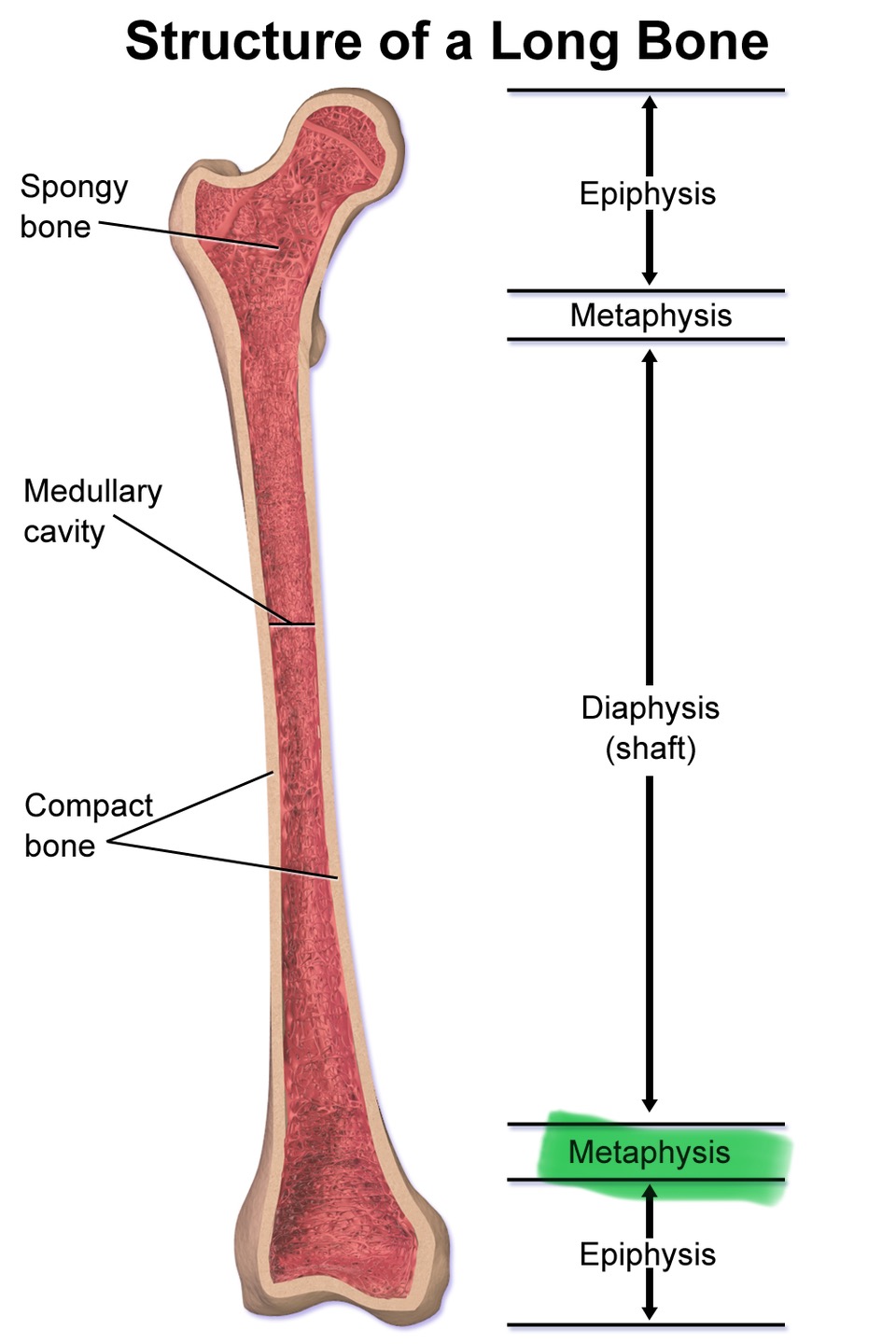 <p>Between diaphysis and epiphysis, widening part of long bone</p>