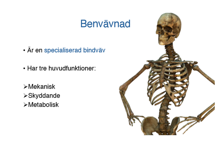 <p>Benvävnad är en <u>specialiserad bindvävnad(Mineraliserad bindväv)</u></p><ul><li><p><strong>Mekanisk</strong></p></li><li><p><strong>Skyddande</strong></p></li><li><p><strong>Metabolisk</strong></p></li></ul><p></p>