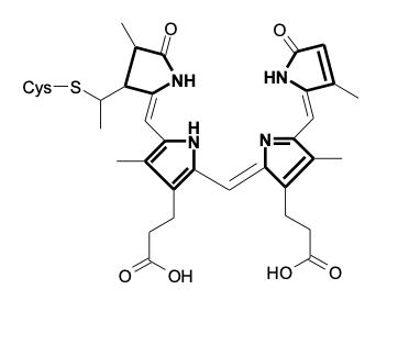 <ul><li><p>phytochromes are light absorbing molecules found in all green plants&nbsp;</p></li><li><p>they respond mainly to red and far-red light</p></li><li><p>dimetric proteins&nbsp;</p></li><li><p>tetrapyrrole chromophore - phytochromobilin</p></li></ul><p></p>