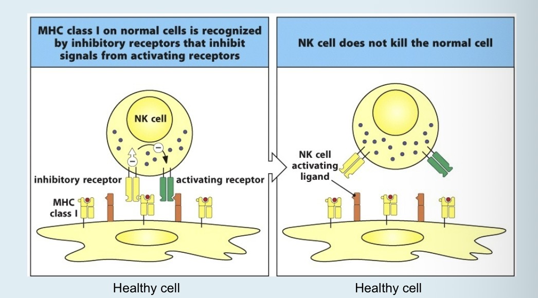<p>Normal levels of expression of MHC Class 1 molecules inhibits NK cells from killing healthy cells </p><p></p>