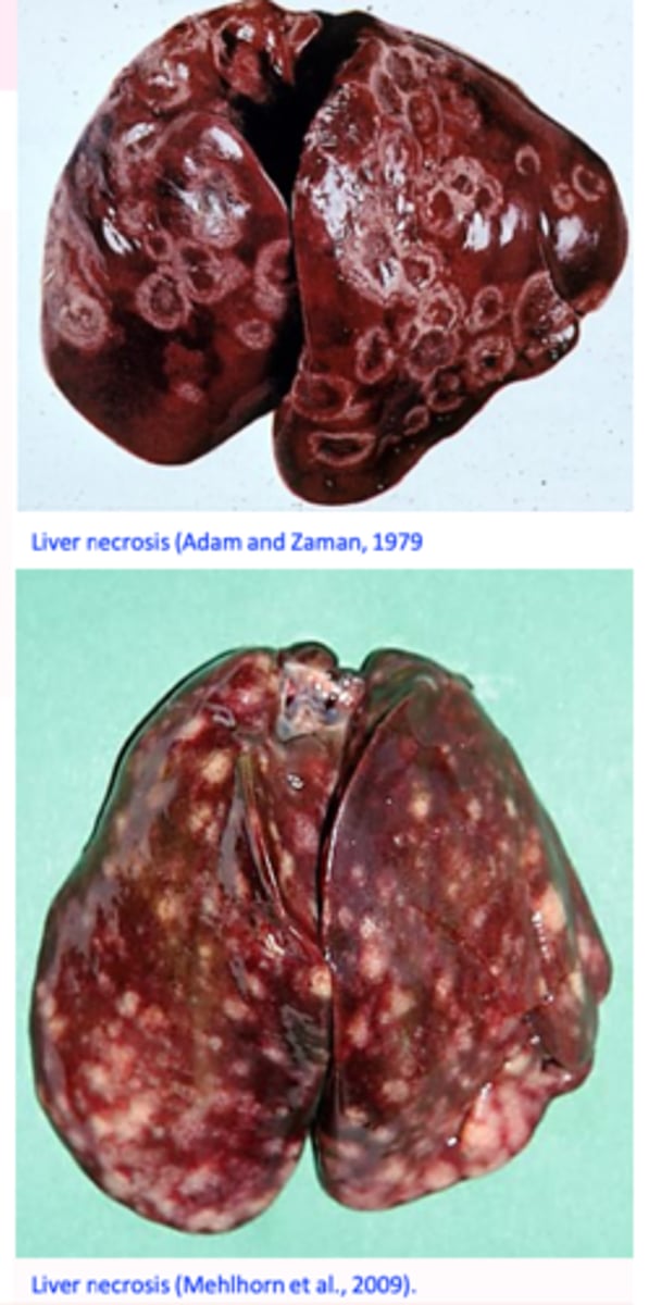 <p>Areas of depressed necrosis that grow up to 1 cm in diameter and are surrounded by a raised ring;</p>