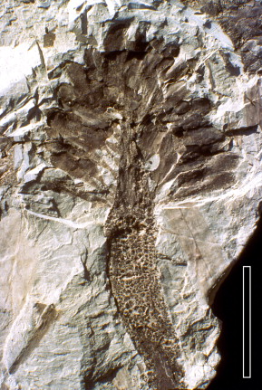 <p>100 mya; scars on reproductive axis (receptacle</p>