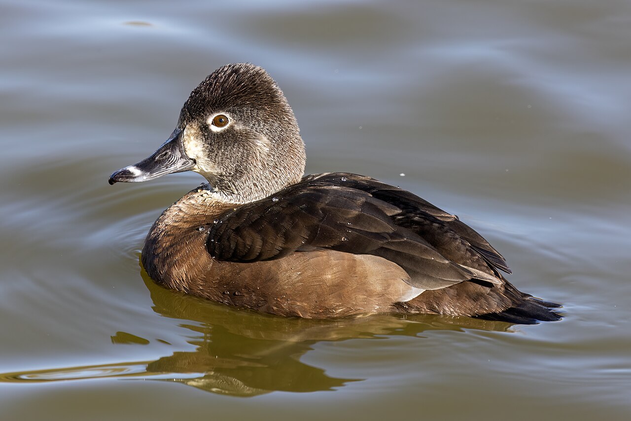 <p>Aytha collaris</p>