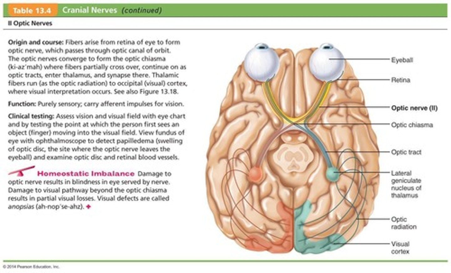 <p>Purely sensory function related to vision.</p>