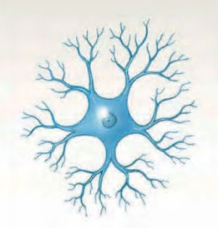 <ul><li><p>Rare, function misunderstood </p></li><li><p>cannot distinguish dendrites from axons </p></li><li><p>Found in brain + special sense organs </p></li></ul>