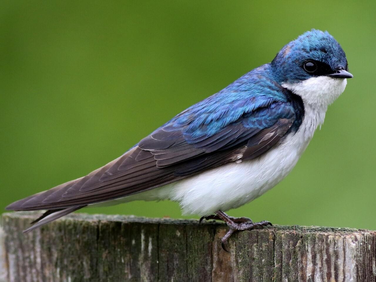 <p>Blue-green upperparts, white belly; short squared tail; cavity-nester over wetlands.</p>